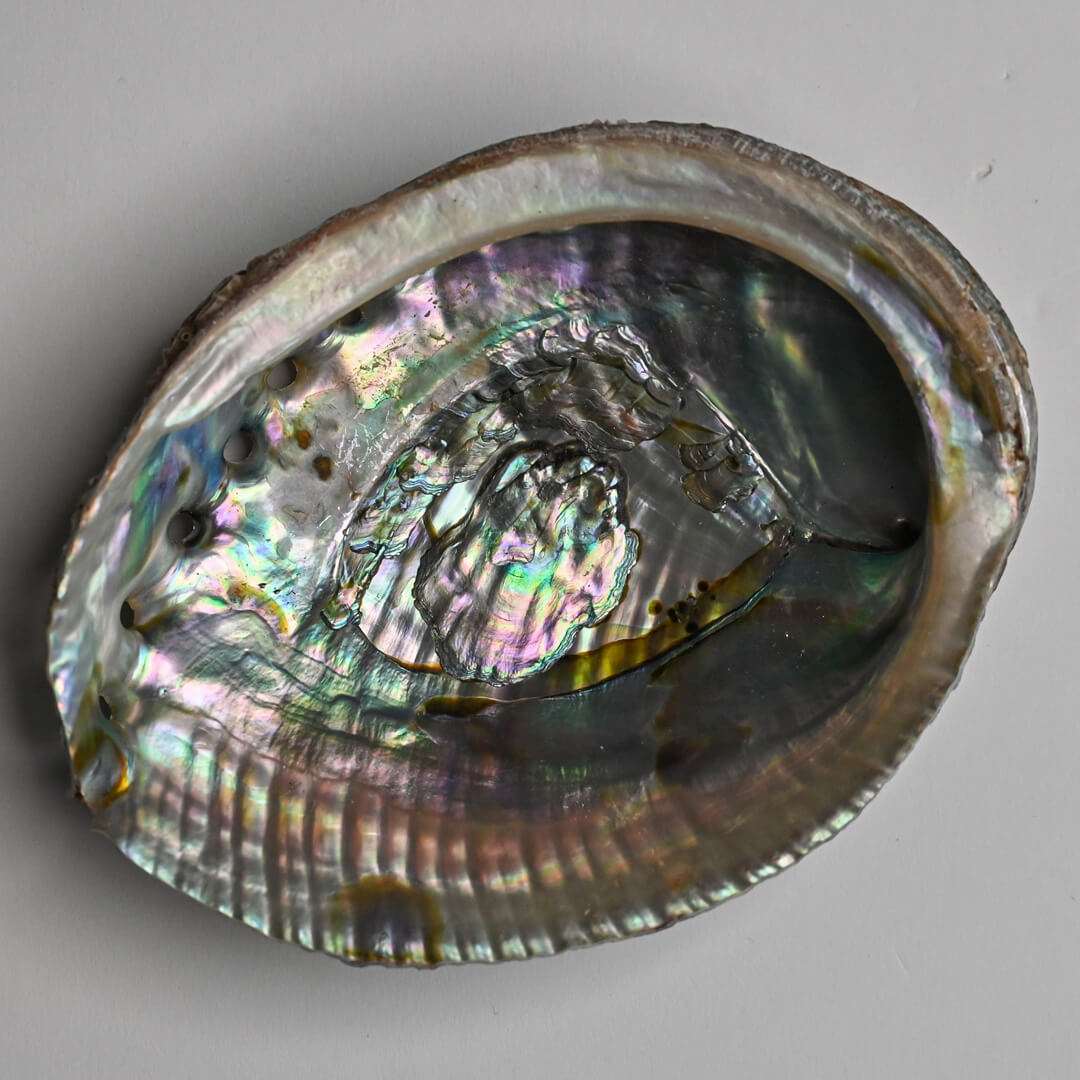 Abalone Shell