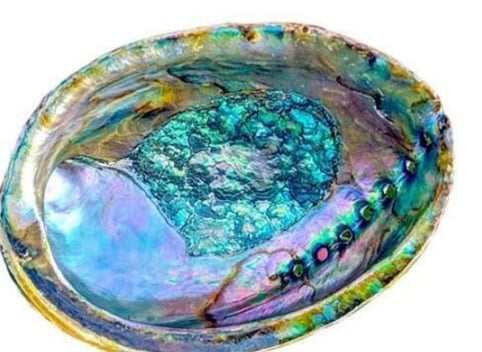 Abalone Shell