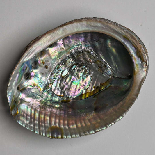 Abalone Shell