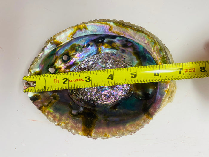 Abalone Shell
