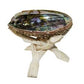 Abalone Shell